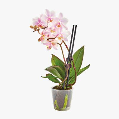 Kwiat Storczyk mini don 6cm szt