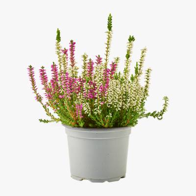 Kwiat Wrzos dwukolorowy don 11cm szt