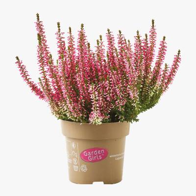 Kwiat Wrzos Garden Girls don 11cm szt.