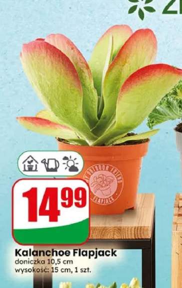 Kalanchoe Flapjack