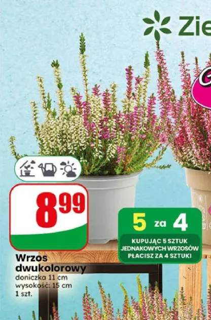 Wrzos dwukolorowy