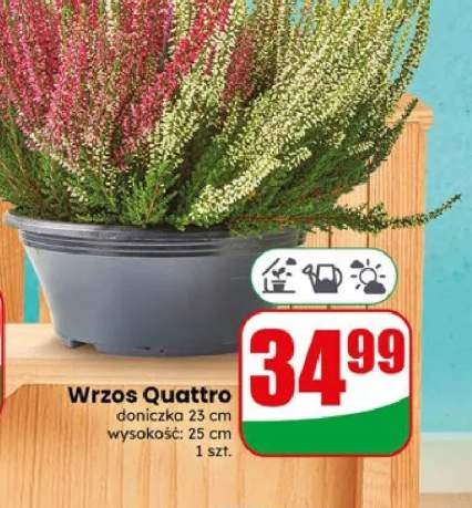Wrzos Quattro