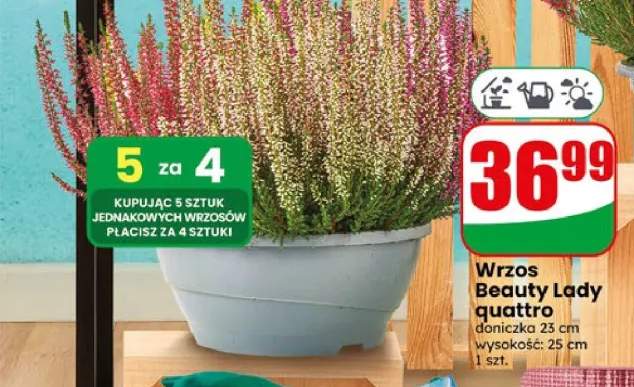 Wrzos Beauty Lady quattro