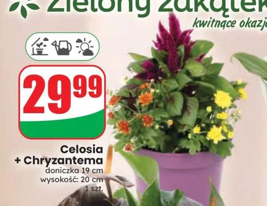 Celosia + Chryzantema