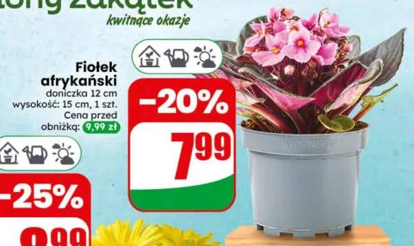 Fiołek afrykański