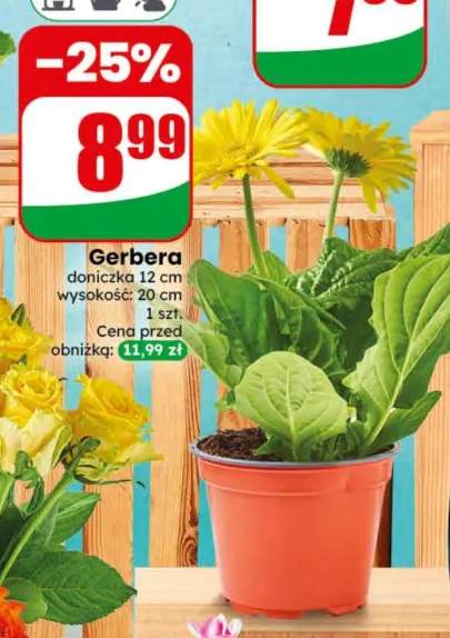 Gerbera