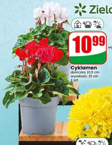 Cyklamen