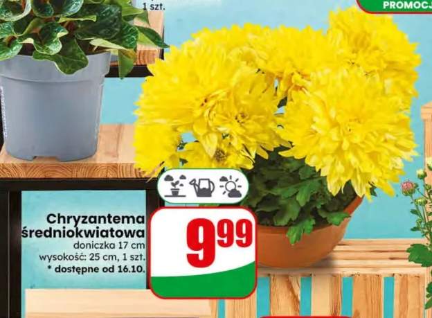 Chryzantema średniokwiatowa