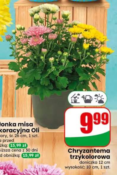 Chryzantema trzykolorowa