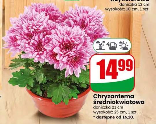 Chryzantema średniokwiatowa