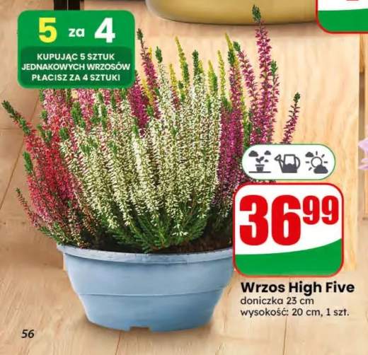 Wrzos High Five